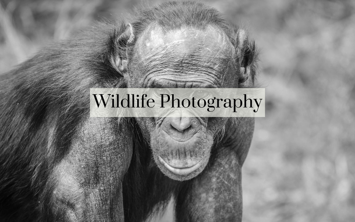 WILDLIFE PHOTOGRAPHY