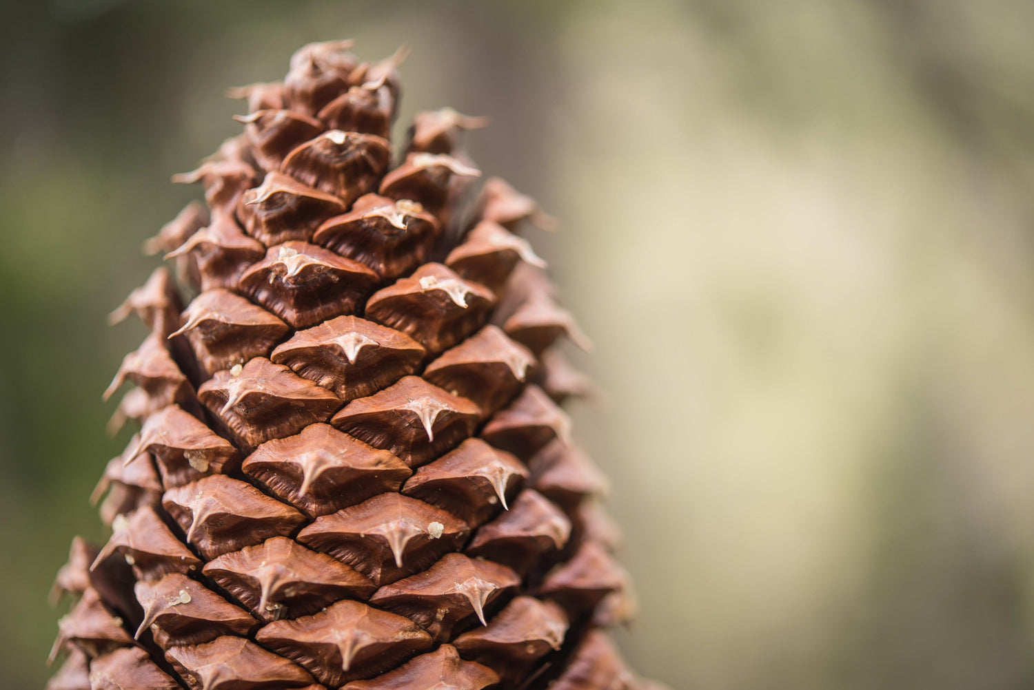 Fine Sequoia National Park photography print of an enormous pinecone from a giant Sequoia tree.