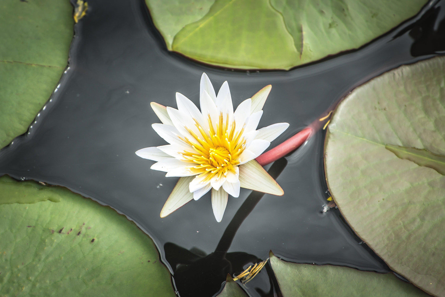 Fine photographic and art print of a flower blossom budding from a clump of green lily pads in Chobe National Park in Botswana, Africa.