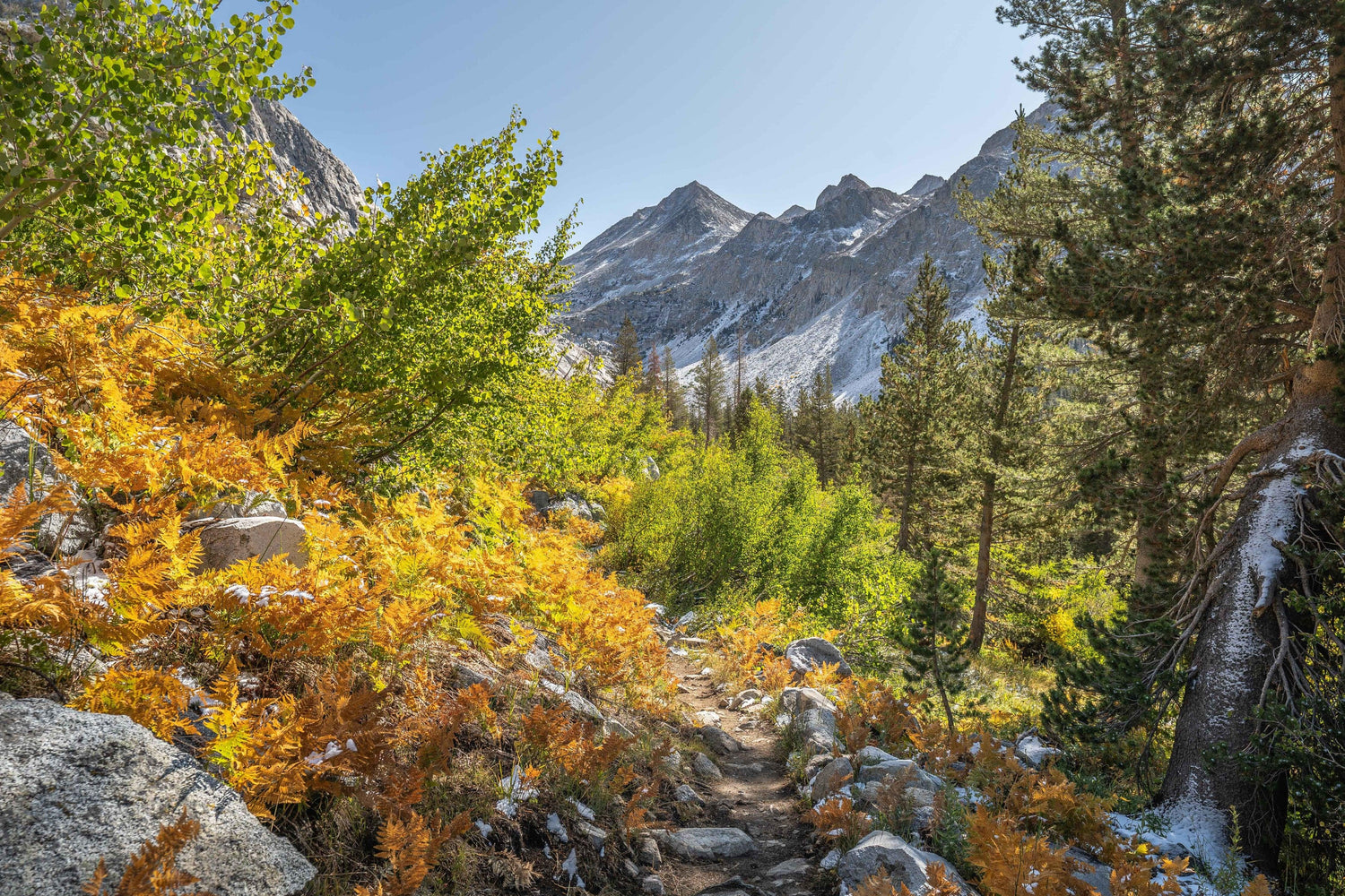 Fine photographic print of a multicolored autumn landscape hiking through the forested mountains of the Pacific Crest Trail.