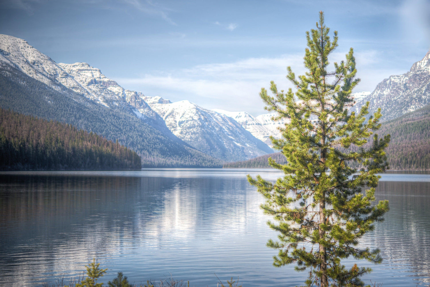 Fine Glacier National Park photography print of a young pinetree on the shores of lake reflecting the nearby mountains.