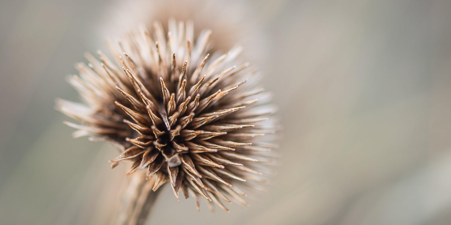 Fine Wind Cave National Park photography print of a dead flower in the plains of Wind Cave.