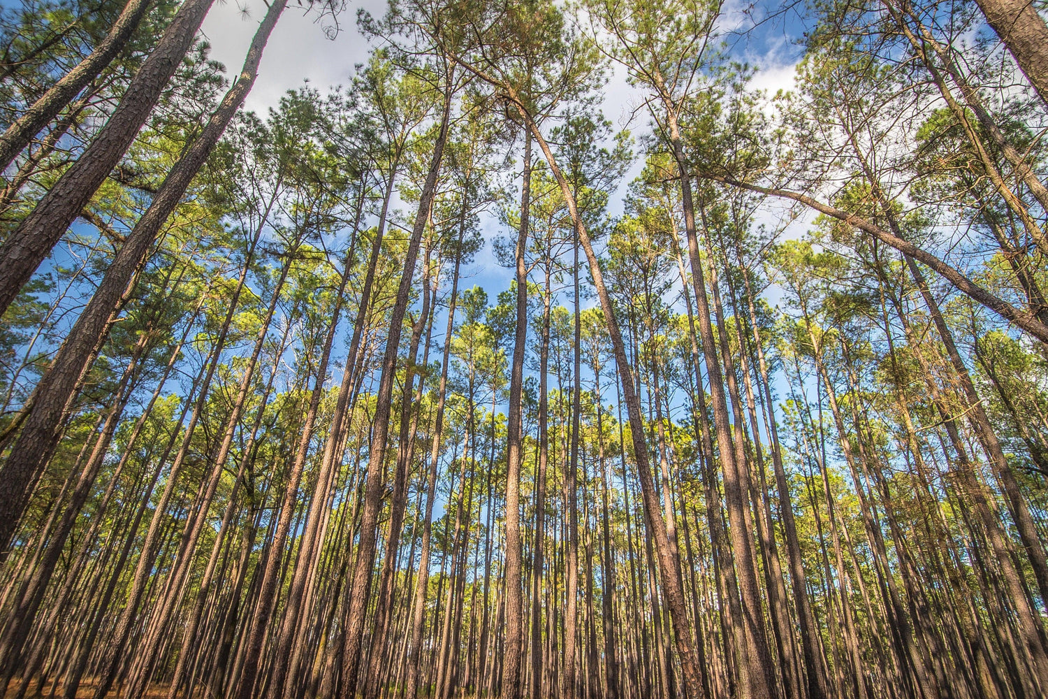 Fine Congaree National Park photography print of towering pines with a Southern charm.