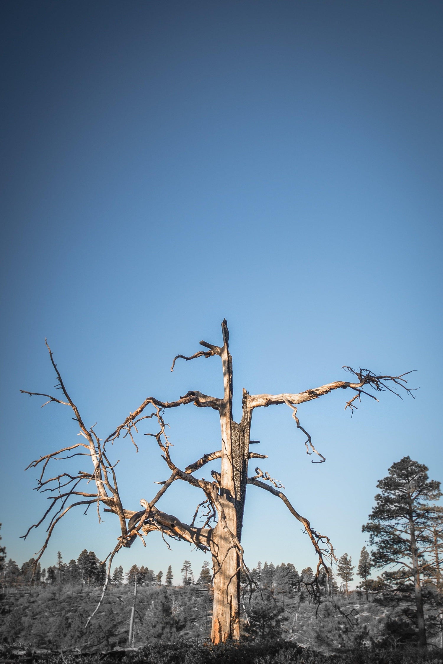 Fine Zion National Park photography print of a burnt tree atop a mountain plateau.