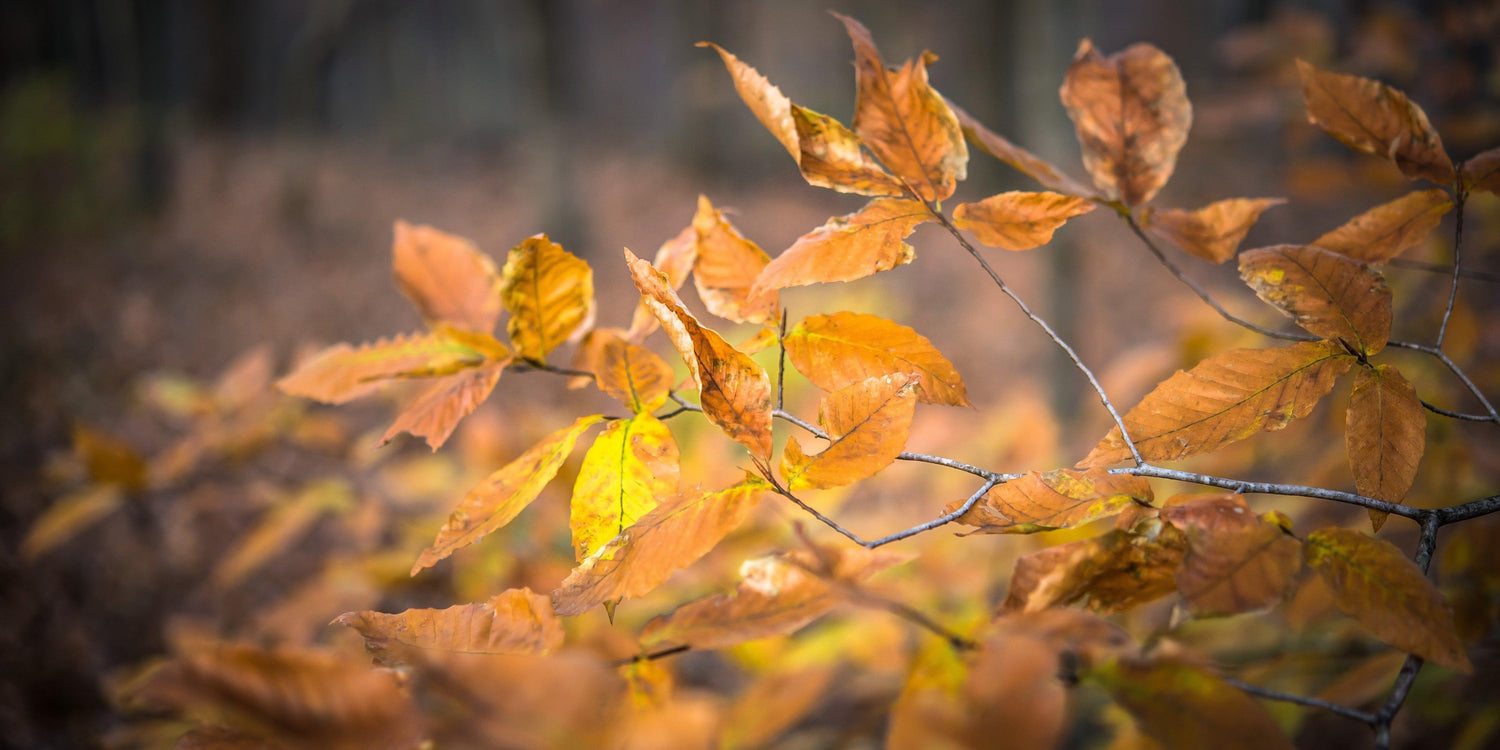 Fine Mammoth Cave National Park photography print of autumn leaves in the backcountry of Kentucky.