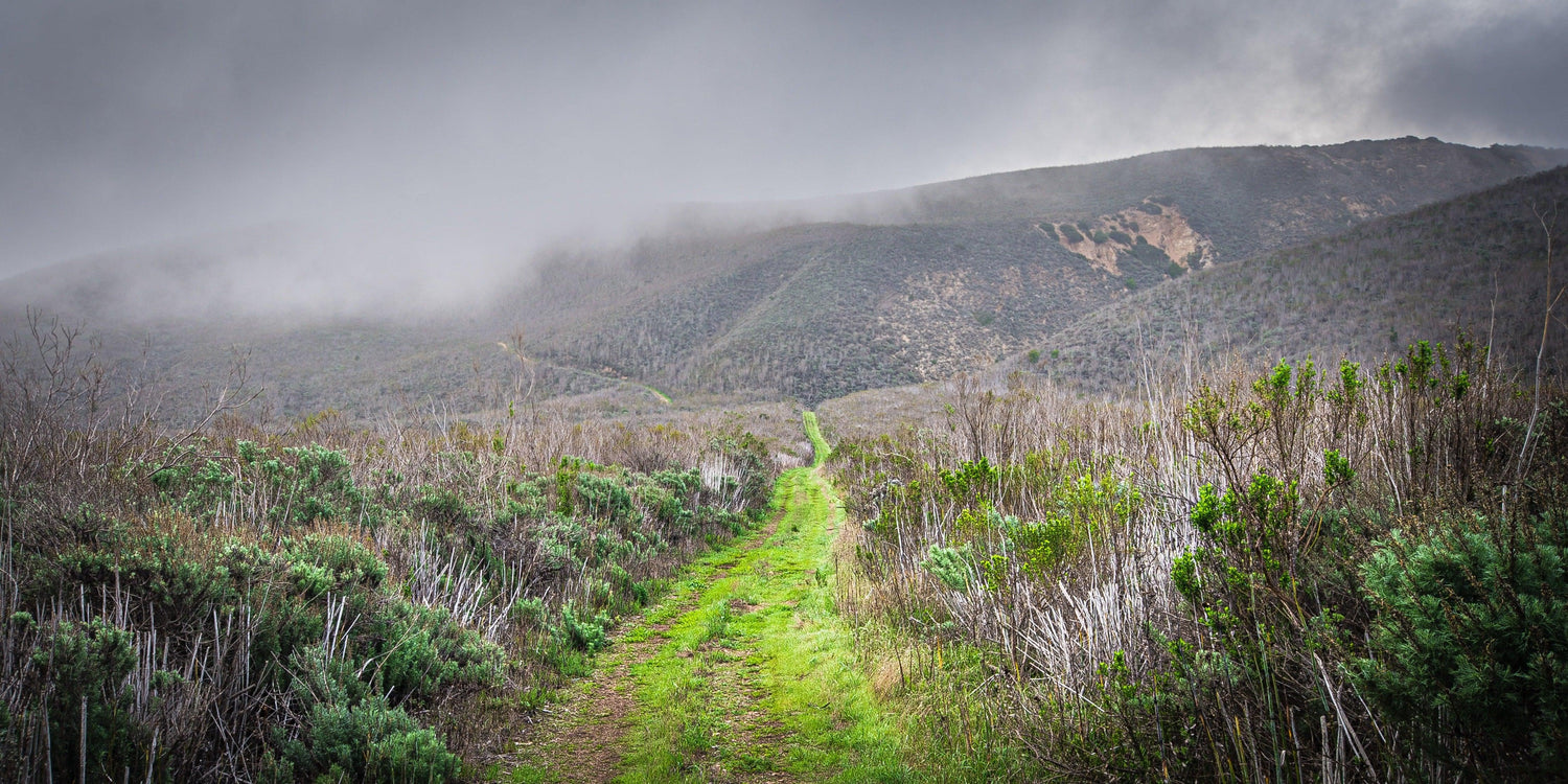 Fine Channel Island National Park photography print of the emerald colored path through the misty morning mountains.