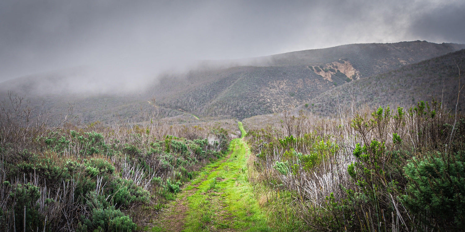 Fine Channel Island National Park photography print of the emerald colored path through the misty morning mountains. 