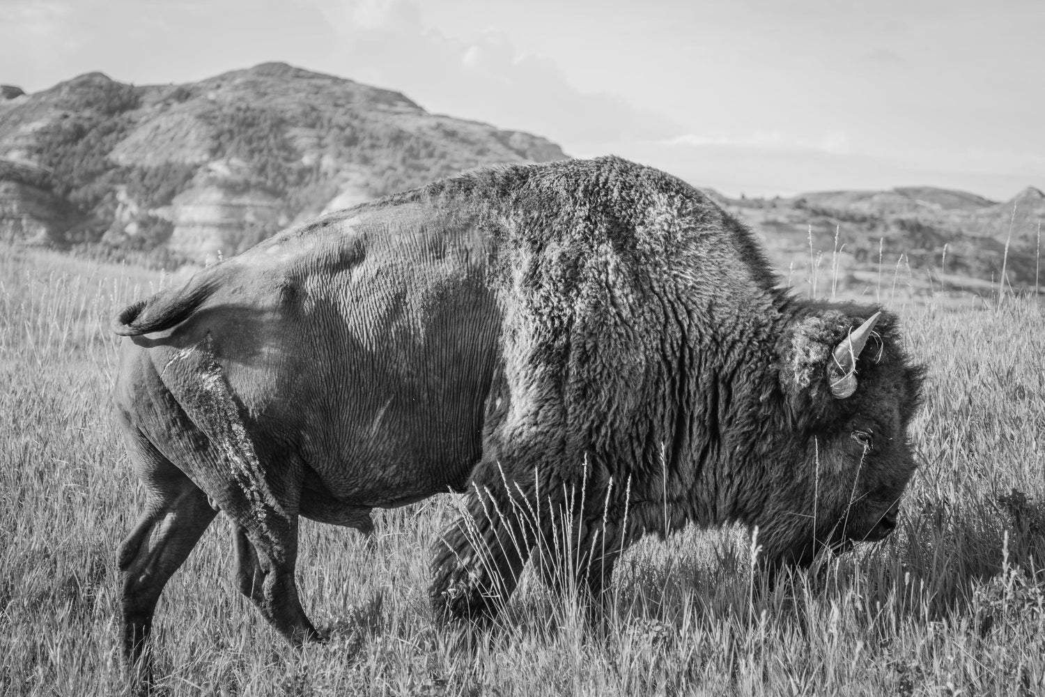 THEODORE ROOSEVELT NATIONAL PARK CHALLENGE COIN