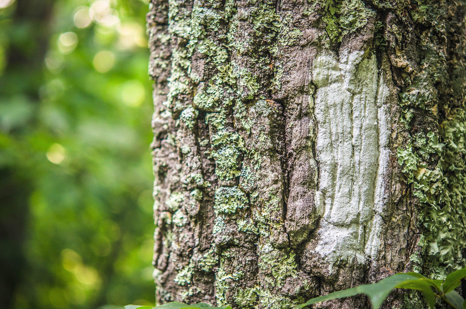 Fine Shenandoah National Park photography print of a white blaze on a tree on the Appalachian Trail.