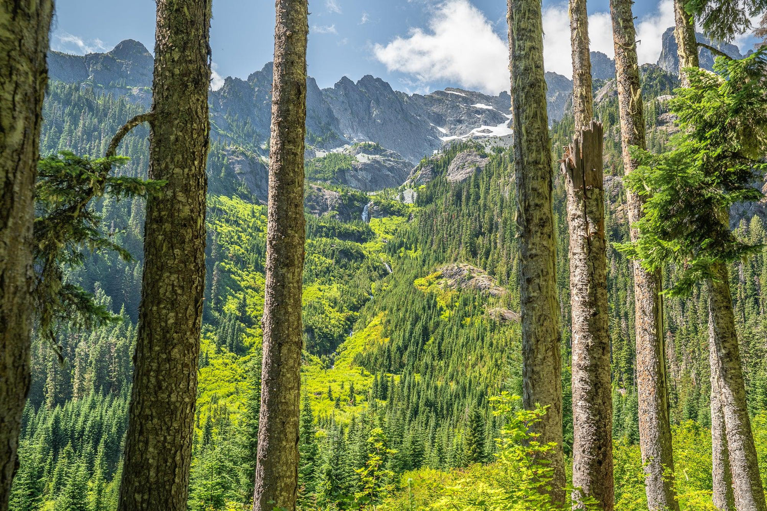 Fine Pacific Crest Trail photography print of a vibrant green landscape looking up at the high mountain range from below the tree covered valley on the PCT.