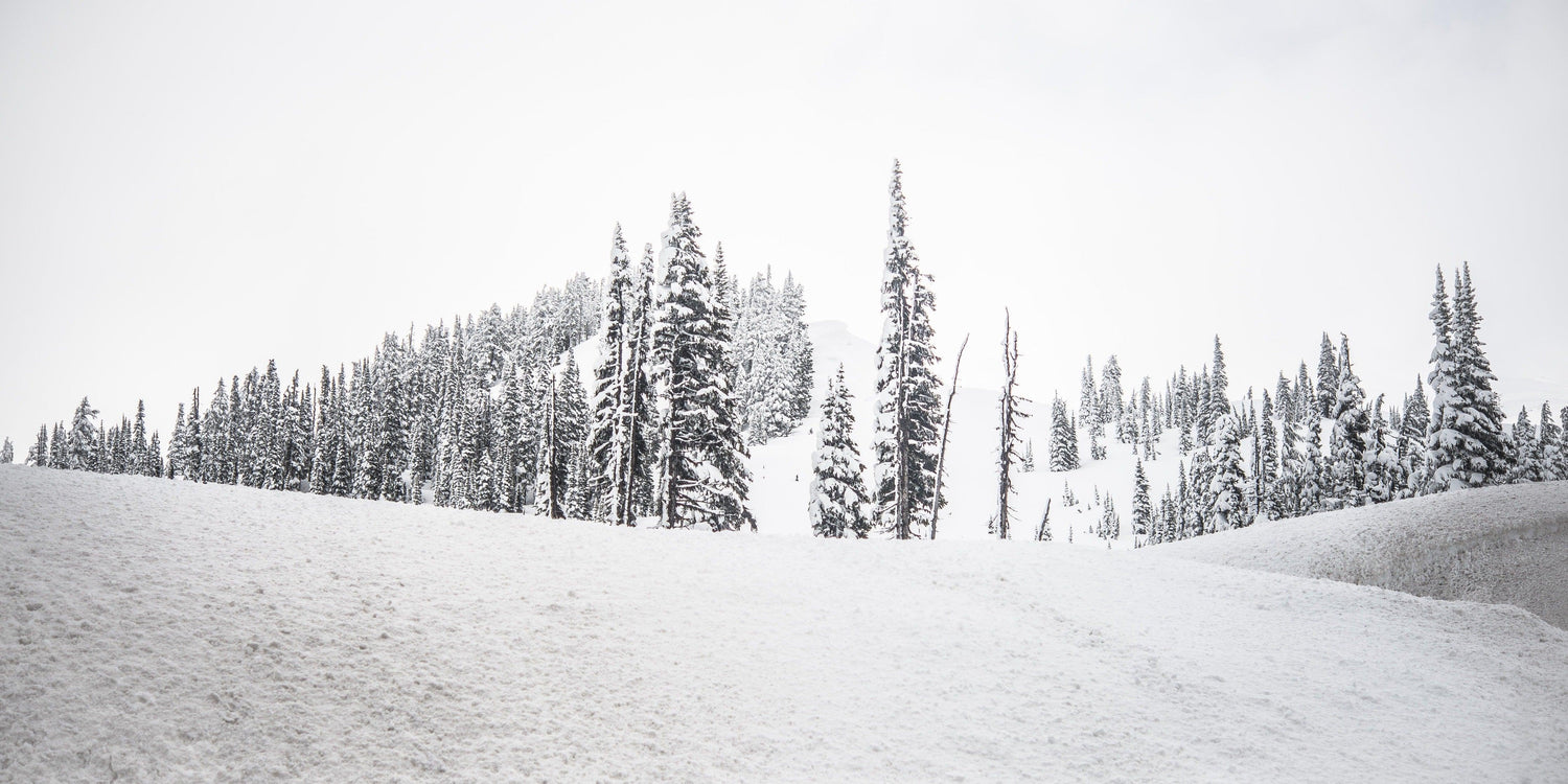 Fine Mount Rainier National Park photography print of white out conditions on the tree-covered mountain side.