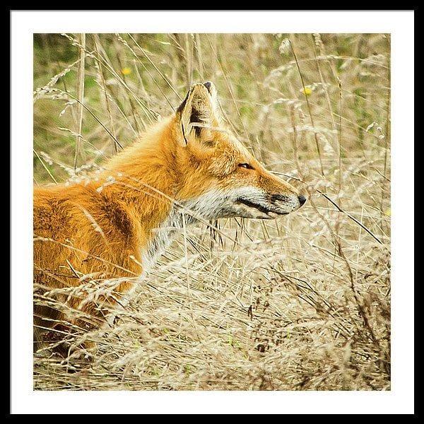 Fox Hunt - Photography Prints - adventure animal Fox Island national park
