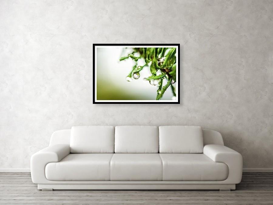 Framed fine photographic and fine wall art print mirror raindrop dripping from evergreen pine, reflecting its surrounding, distorting the Alaskan backcountry of Wrangell St Elias National Park.