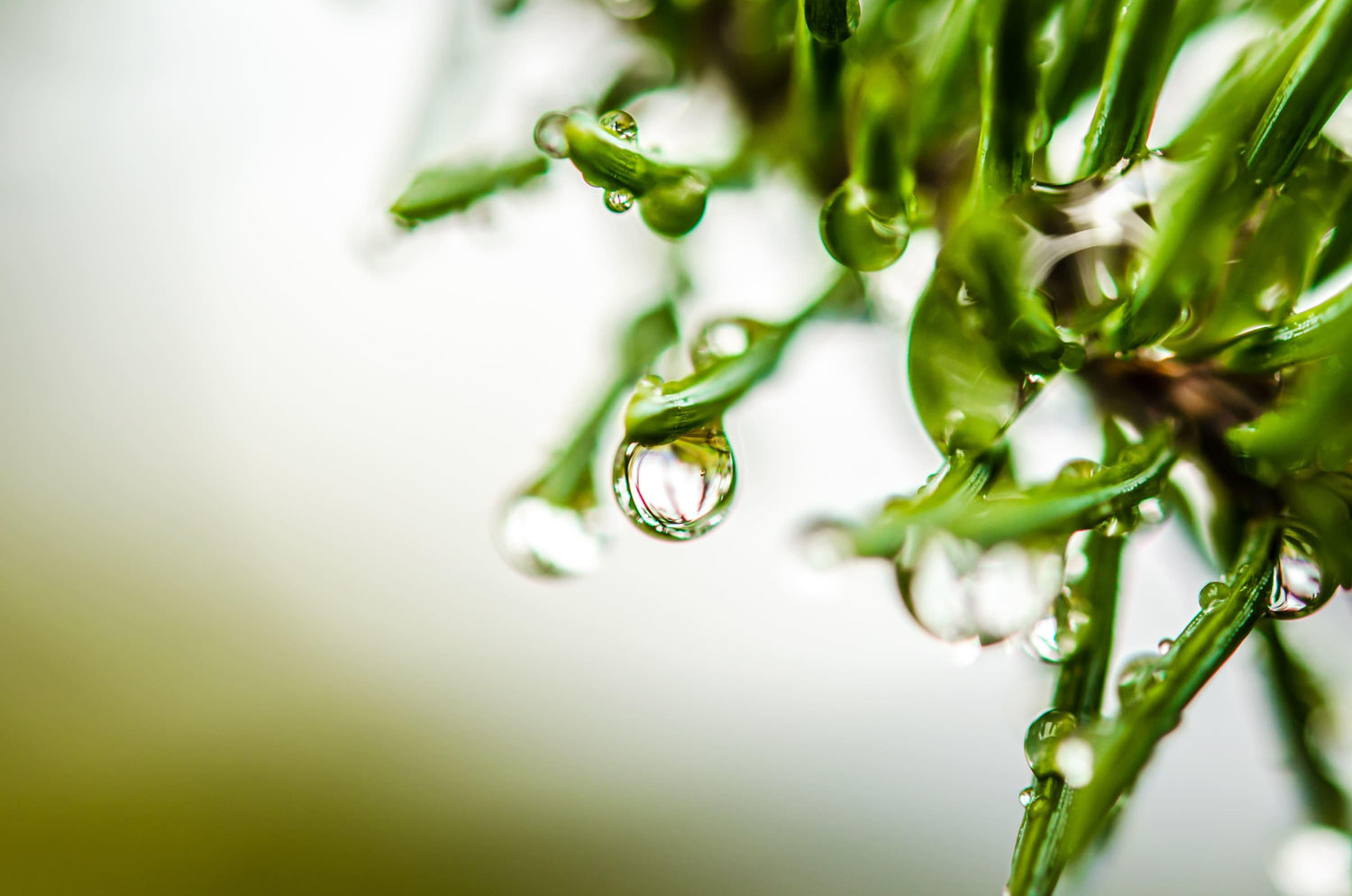 Fine photographic and fine art print mirror raindrop dripping from evergreen pine, reflecting its surrounding, distorting the Alaskan backcountry of Wrangell St Elias National Park.