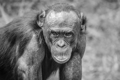 Black and white fine photography print of a Bonobo Great Ape staring at the photographer in Lola Ya Bonobo Sancturary in the Democratic Republic of the Congo.