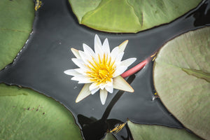 Fine photographic and art print of a flower blossom budding from a clump of green lily pads in Chobe National Park in Botswana, Africa.