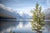 Fine Glacier National Park photography print of a young pinetree on the shores of lake reflecting the nearby mountains.