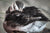 Fine Kenai Fjords National Park photography print of a coy or camera-shy Puffin.