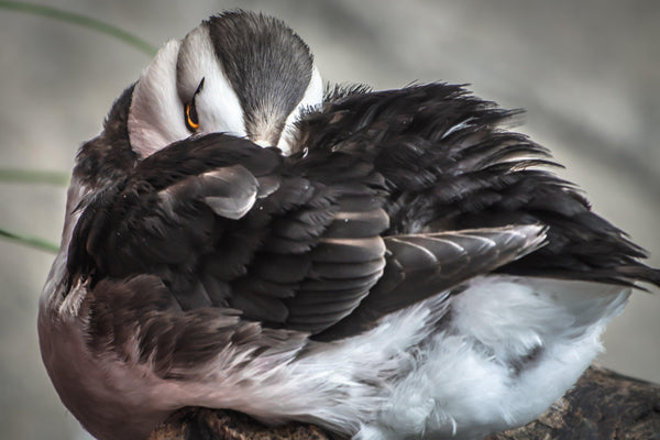 Fine Kenai Fjords National Park photography print of a coy or camera-shy Puffin.