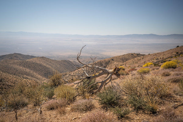 DESERT DECOR
