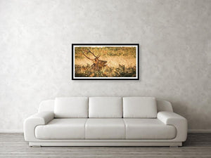 Framed fine photographic and art print hanging on a wall of a Roosevelt elk growling in golden field at Redwoods National Park.