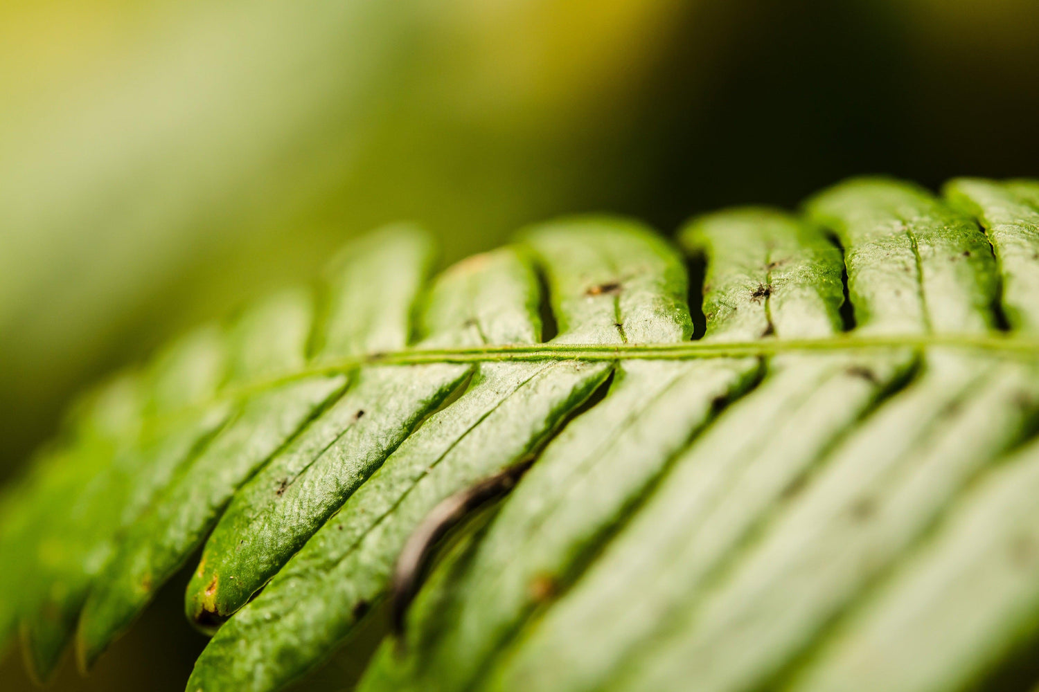 Fine photography print of a close up lusciously green fern growing in Olympic National Park.