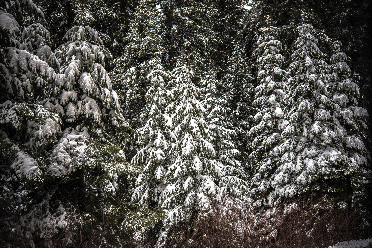 Fine Kings Canyon National Park photography print of a moody and tightly packed gang of snow-covered trees.
