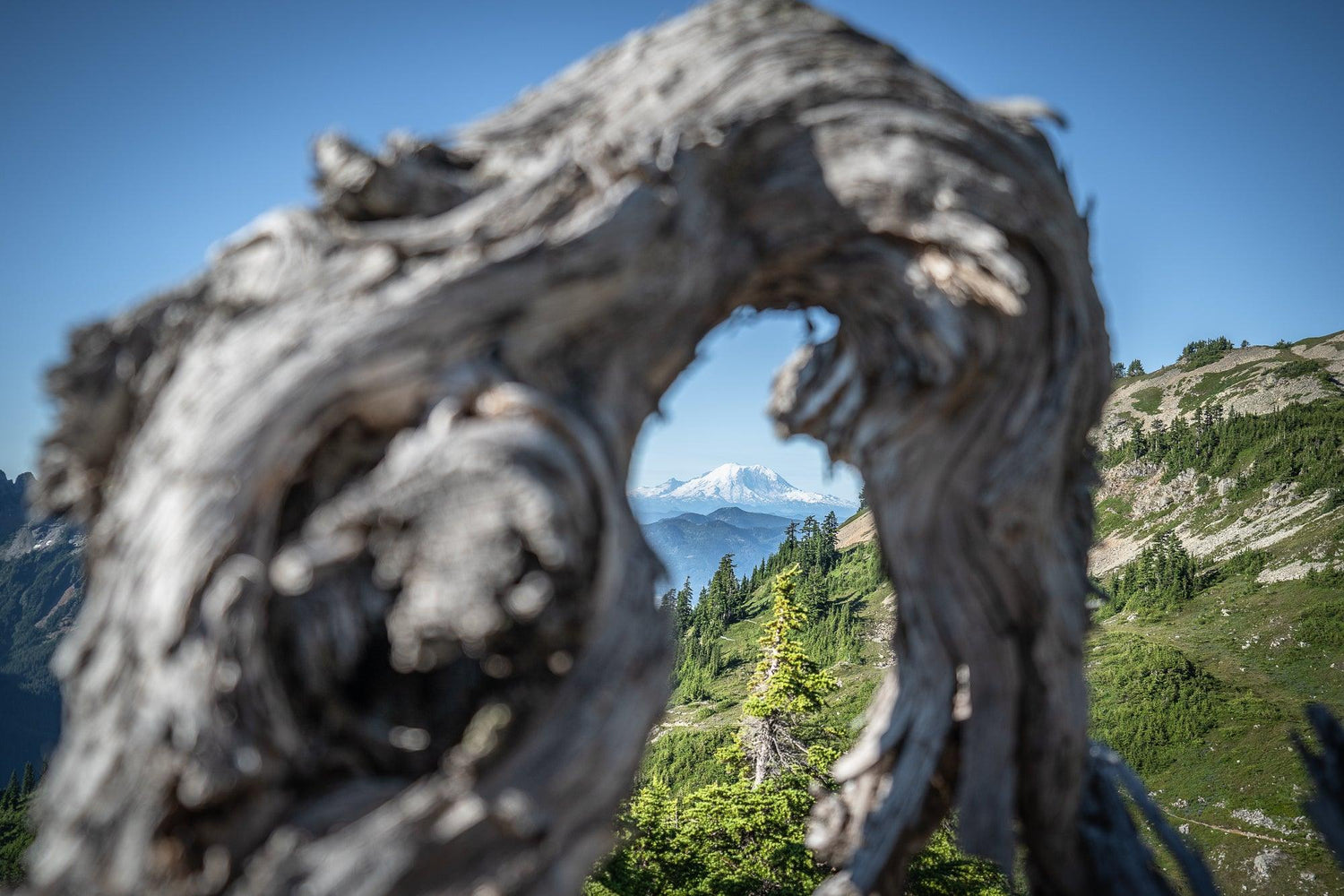 Fine Pacific Crest Trail photography print of Mount Rainier view framed by a wind bent and gnarled tree.