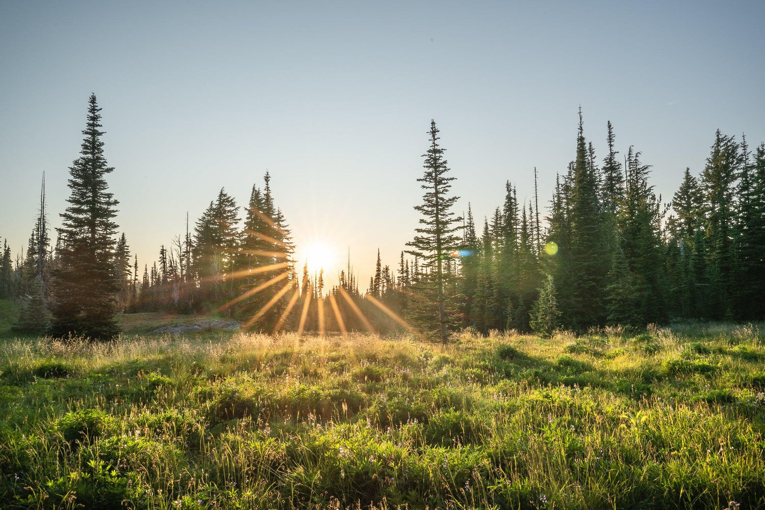 Fine Pacific Crest Trail photography print of the sun burst casting sunlight onto the fields along the trail, surrounded by pine trees.