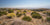 HIGH DESERT