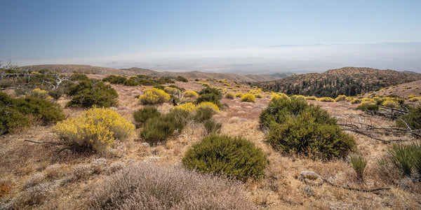 HIGH DESERT