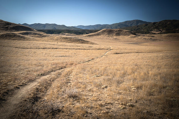 LONELY PATH