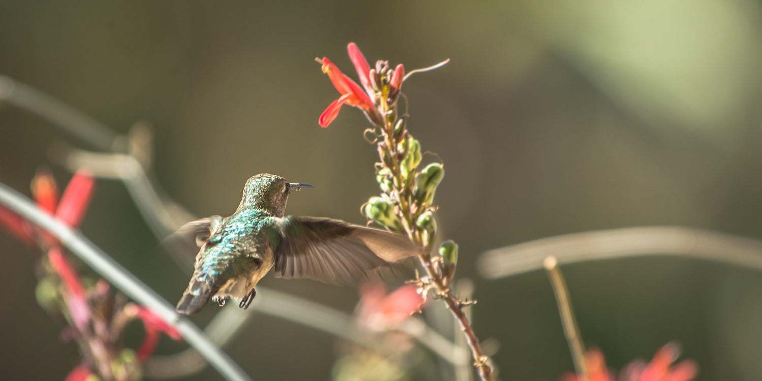 Fine hummingbird photography print of a hummingbird feeding on a plant in Joshua Tree National Park.