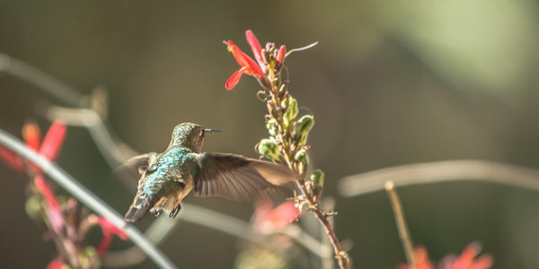 Fine hummingbird photography print of a hummingbird feeding on a plant in Joshua Tree National Park.