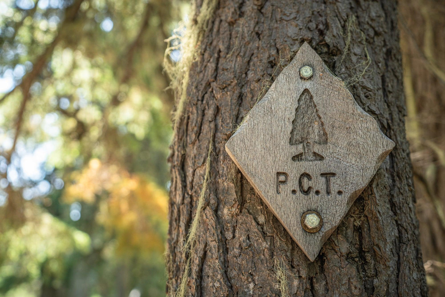 Fine Pacific Crest Trail photography print of a wooden trail marker on a tree along the trail.