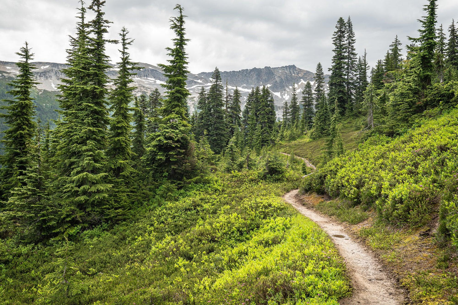 Fine Pacific Crest Trail photography print of the PCT carving through the Northern Washington North Cascades pine trees and mountains.