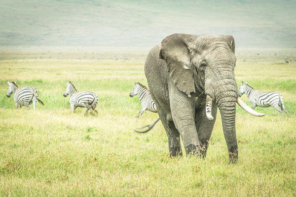 Fine photographic and art print of a wild elephant grazing the Ngorongoro Crater in Tanzania as a pack of zebra run orderly in the other direction.