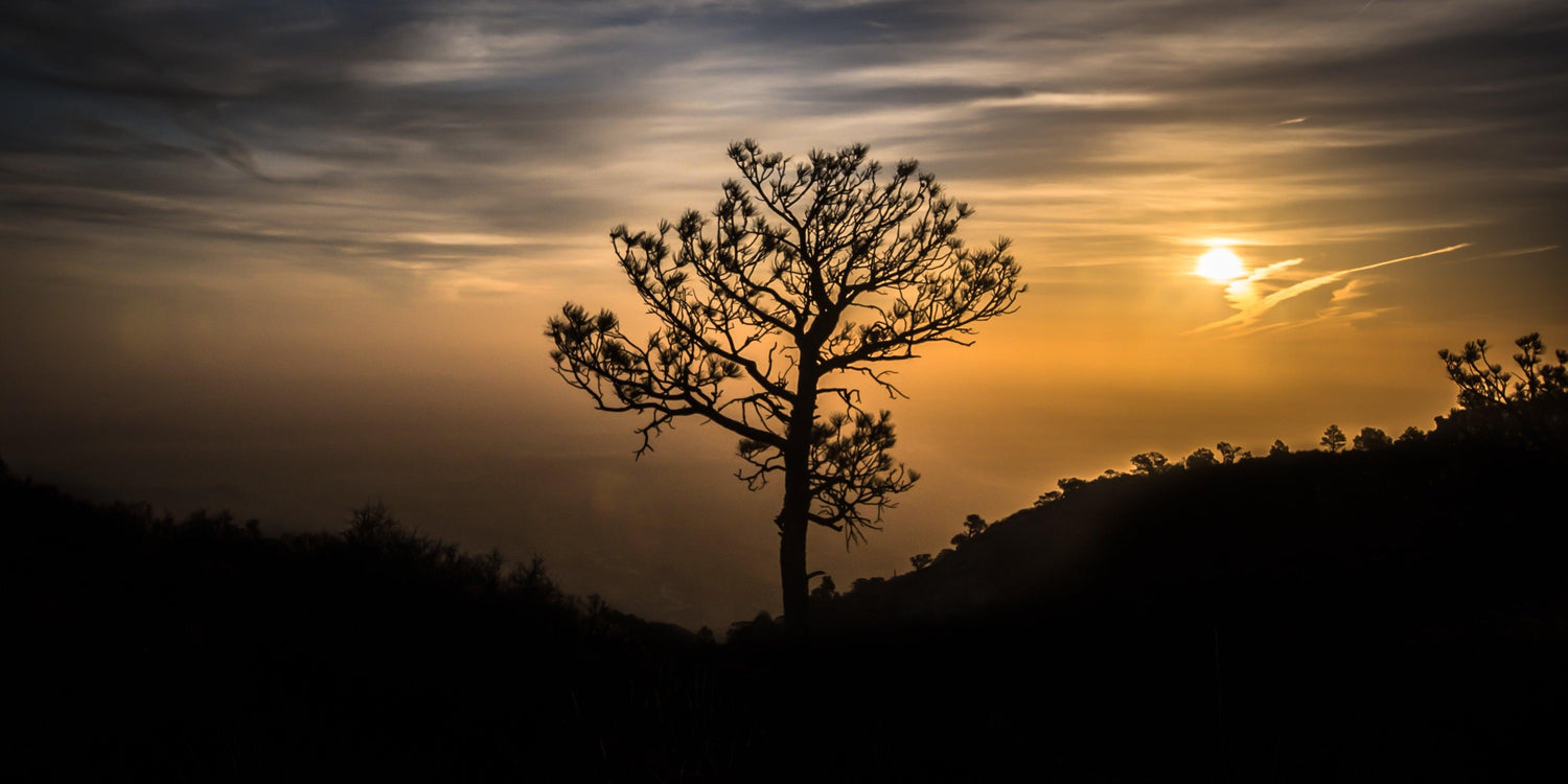 Fine Guadalupe Mountains National Park photography print of a tree silhouette in a misty dusk atop the mountain. 