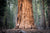Fine Sequoia National Park photography print of the enormous base of a Sequoia tree.