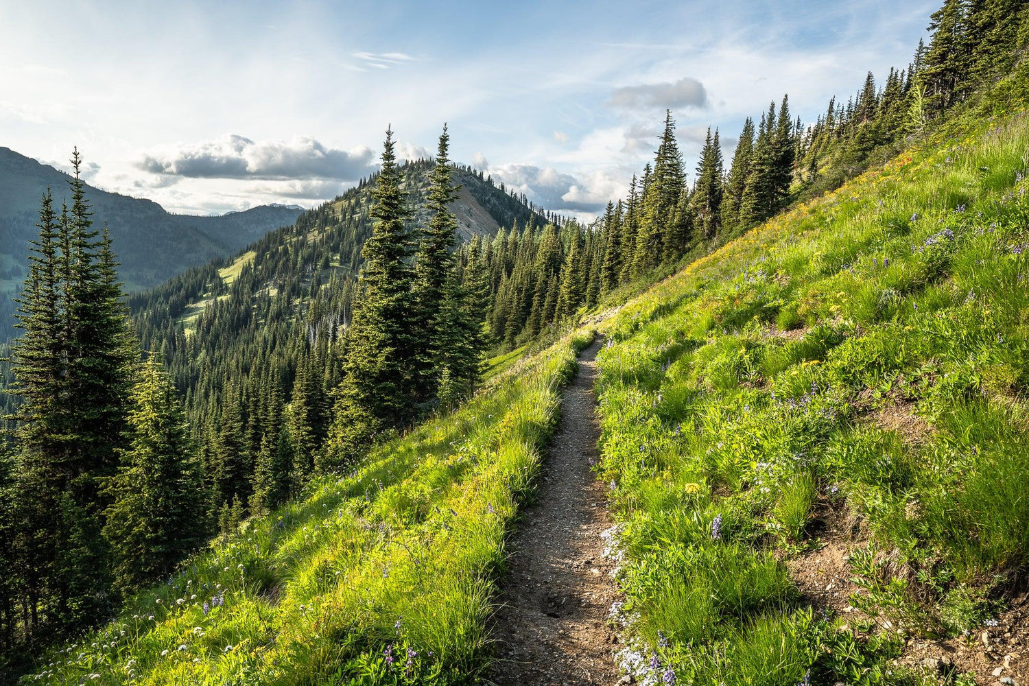 Fine Pacific Crest Trail photography print of the trail cutting through Northern Washington pines and mountains. 