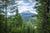 SHASTA WINDOW