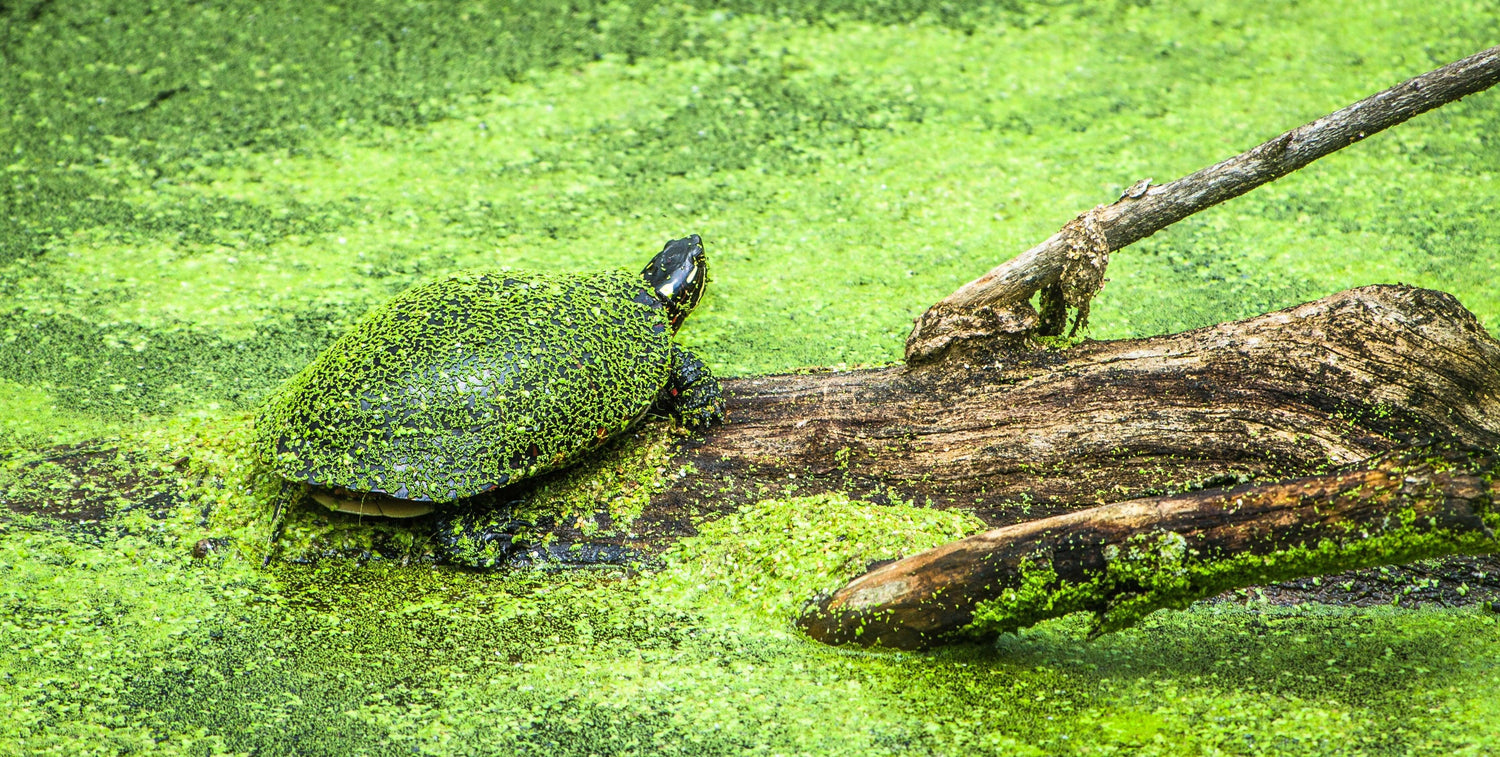 Fine Cuyahoga Valley National Park photography print of a small turtle covered in algae resting on a floating log in an algae infested pond.