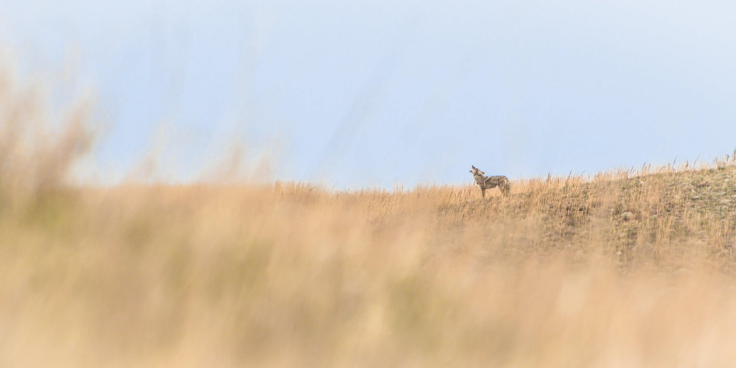 Fine Wind Cave National Park photography print of a wild coyote calling to his pack atop a grassy hill.