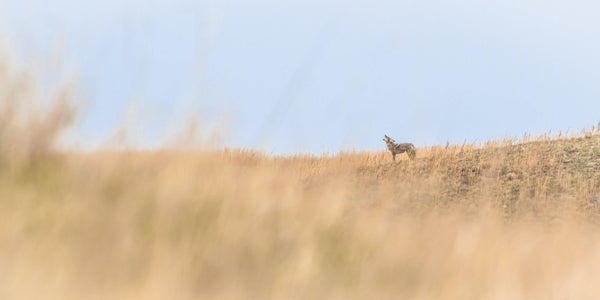 Fine Wind Cave National Park photography print of a wild coyote calling to his pack atop a grassy hill.