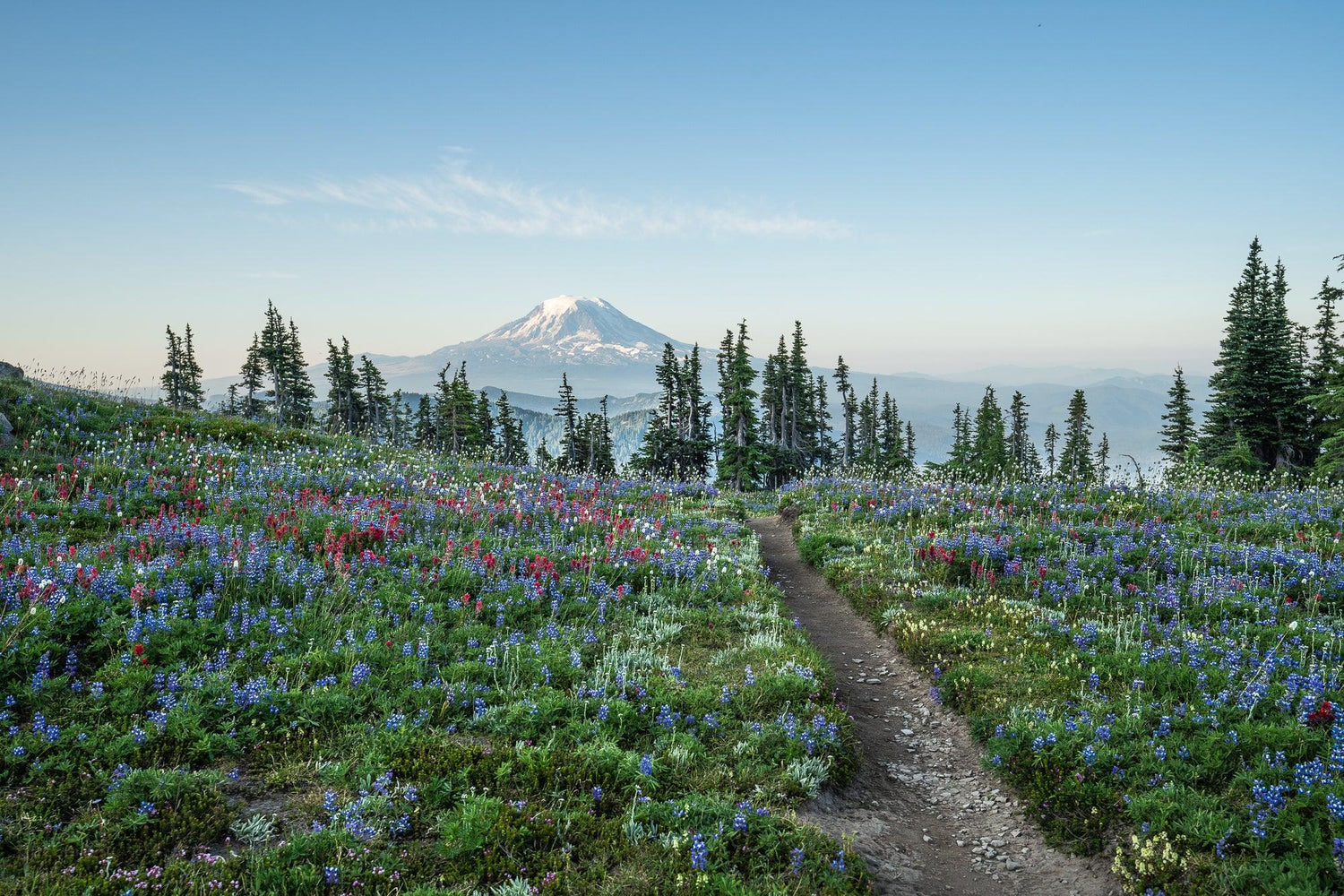 Fine Pacific Crest Trail photography print of the passing through lavender fields with Mount Adams in the background.
