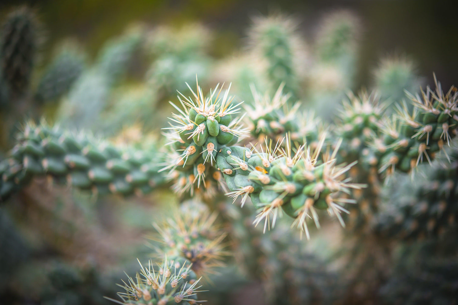 Fine Saguaro National Park photography print of a vibrant green cactus with its pointy needles.