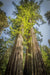Fine Redwoods National Park photography print of two towering Redwood trees next to each other.