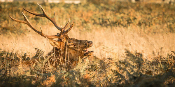 Fine photographic and art print of a Roosevelt elk growling in golden field at Redwoods National Park.