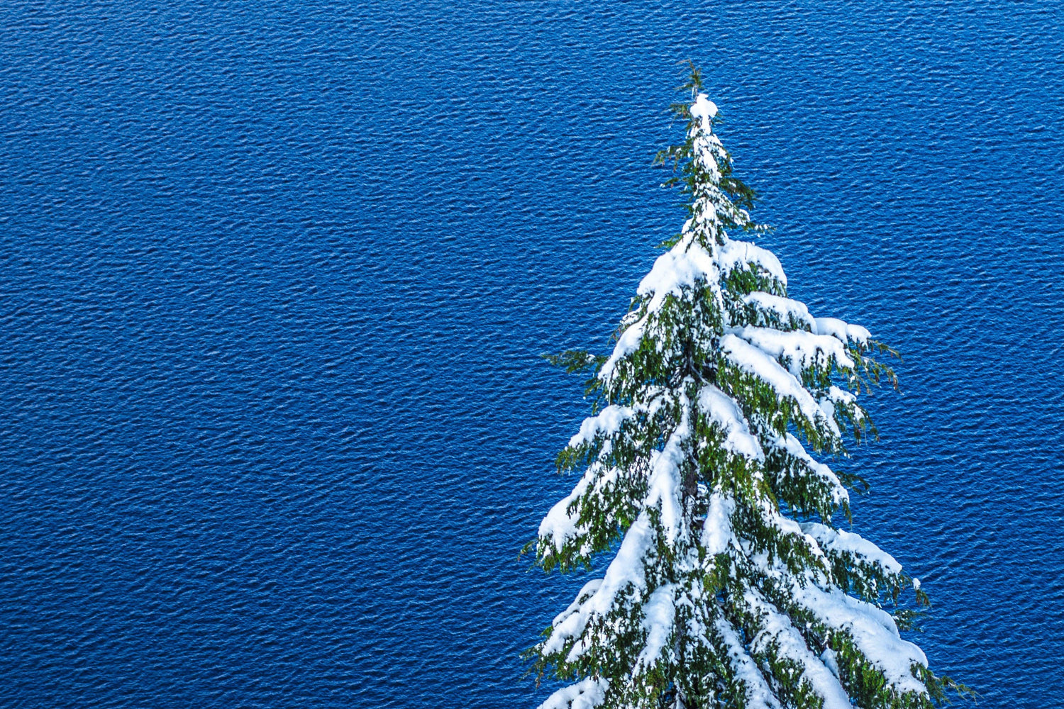 Fine print of a snow-capped evergreen on the banks of a wind-rippled Crater Lake National Park in Oregon. 