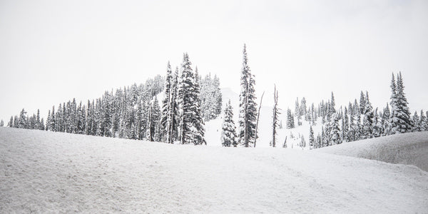 Fine Mount Rainier National Park photography print of white out conditions on the tree-covered mountain side.
